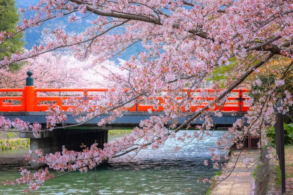 5 Places To Admire Beautiful Cherry Blossoms Around The World 5 Places To Admire Beautiful Cherry Blossoms Around The World