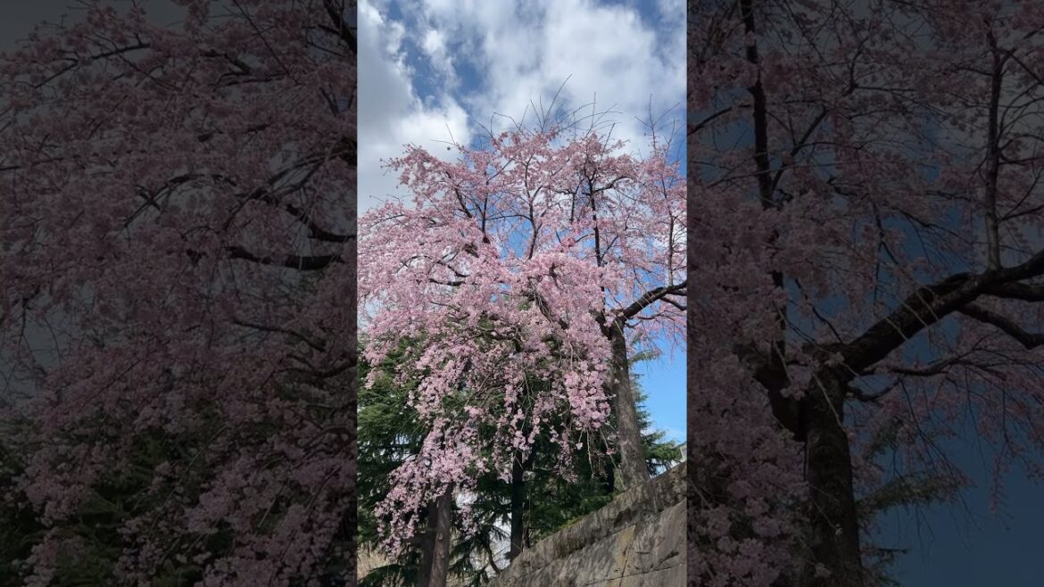 東北地方の美しい朝#japan #travel #東北 #桜#petit bonheur#小さな幸せ#運びたい#shorts #春#仙台城跡
