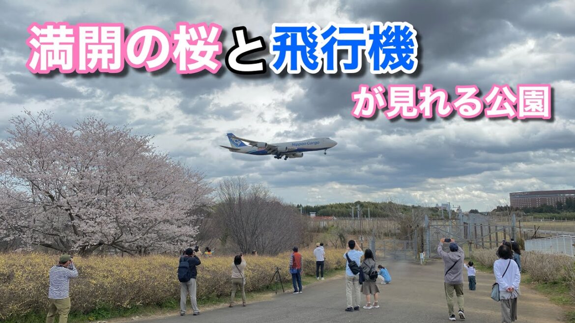 【桜満開！】満開の桜と飛行機が見える公園をぶら散歩♪（成田市さくらの山）【グルメ刑事の法則】千葉県／vol.670