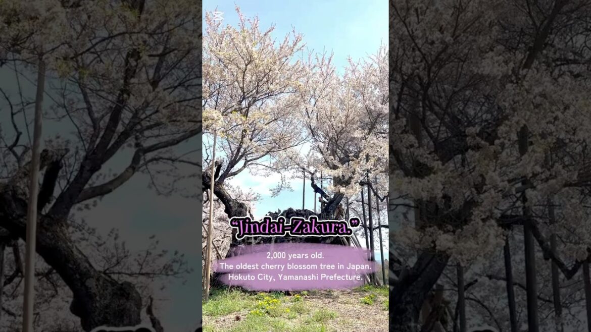 Jindai-Zakura The Oldest Cherry Blossom Tree in Japan