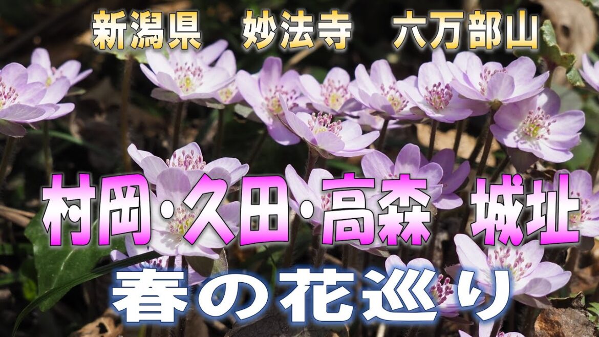 にいがた　春の雪割草探訪（村岡城址、久田城址、高森城址）
