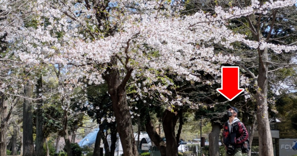 Fake cherry blossom viewing failure leads us to international friendship in Ueno Park Fake cherry blossom viewing failure leads us to international friendship in Ueno Park