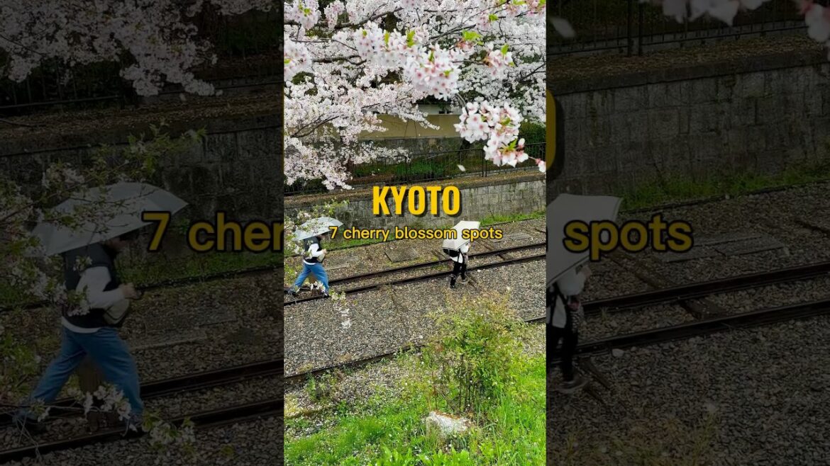 Favorite city in Japan for cherry blossoms is Kyoto 🌸🇯🇵 #japantravel #kyoto