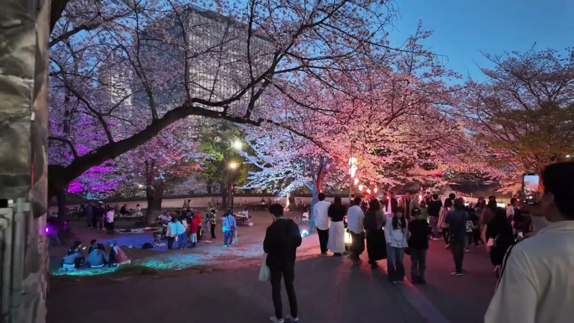 小倉城さくら祭り　2025　夜桜　4K　Cherry blossoms at night, Kokura Castle Sakura Festival, Fukuoka, tour