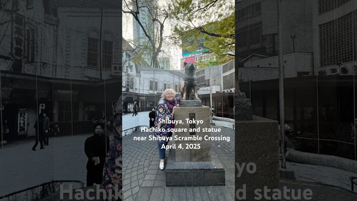 The statue of #hachiko  by #shibuya Station and #shibuyascramble - honoring this loyal #akita #dog