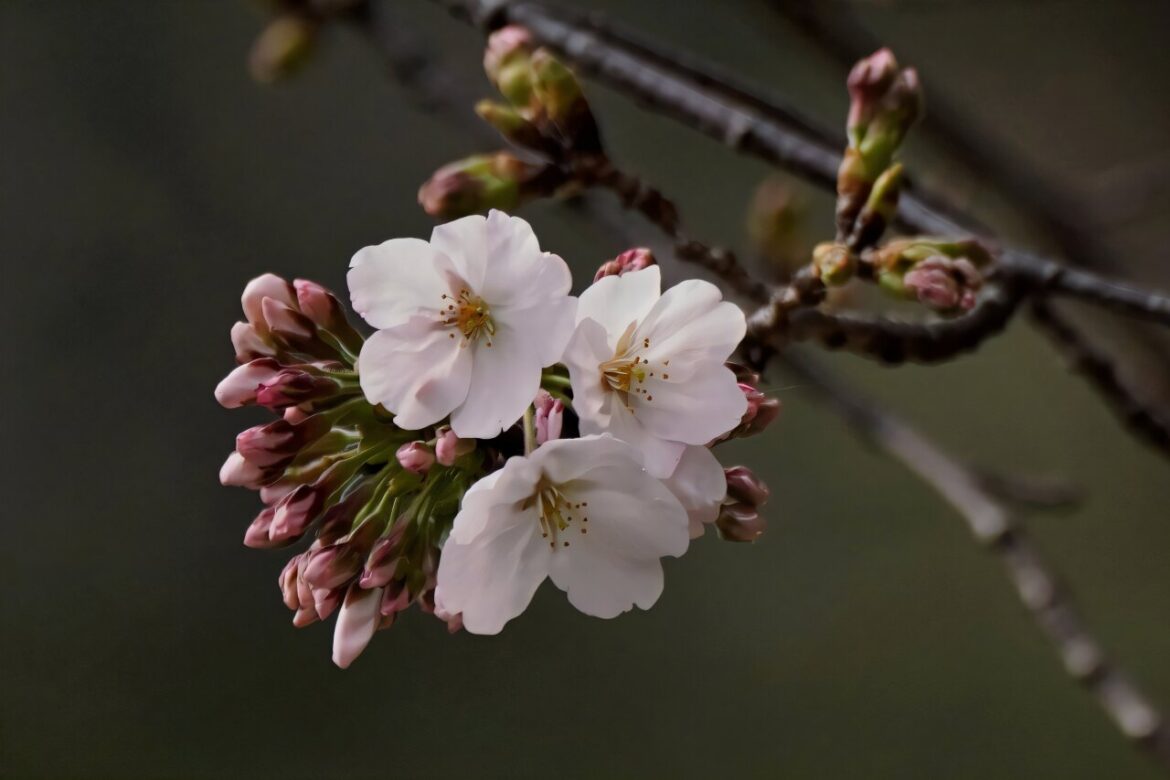 AI tool aims to help conserve Japan's cherry trees