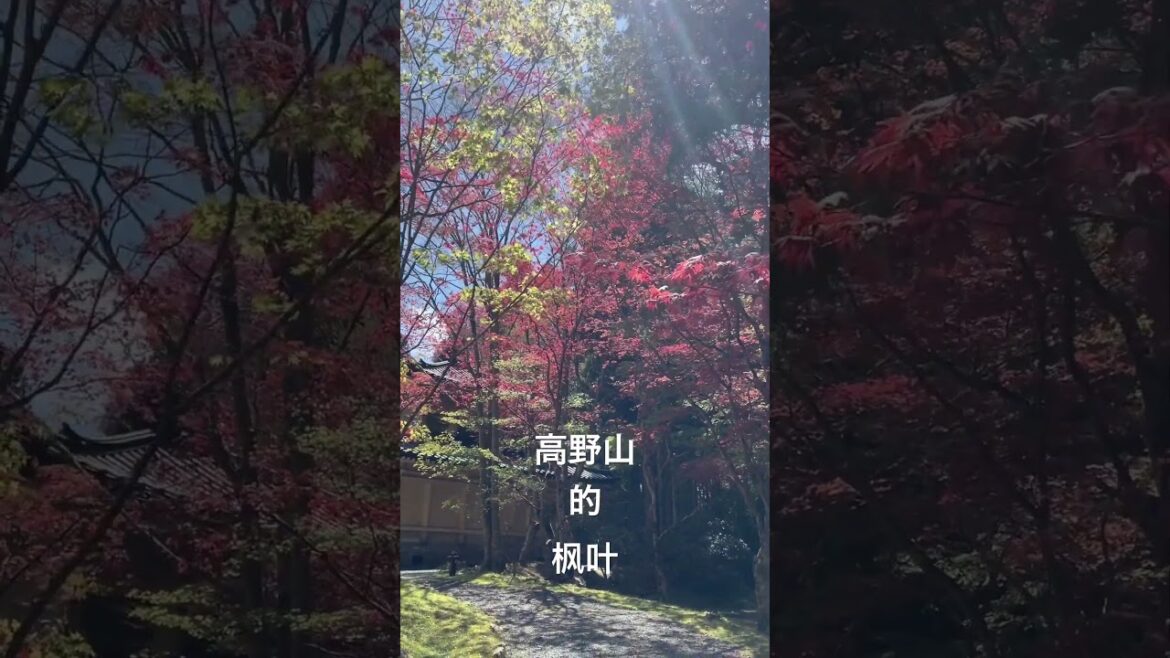 高野山是值得一去再去的地方,上面会有#cccoffeehostel 吗?#republicofcccoffee #参差咖啡客栈 #神户 #whykobe #kobe #日本 #参差咖啡共和国 #神户 高野山是值得一去再去的地方,上面会有#cccoffeehostel 吗?#republicofcccoffee #参差咖啡客栈 #神户 #whykobe #kobe #日本 #参差咖啡共和国 #神户