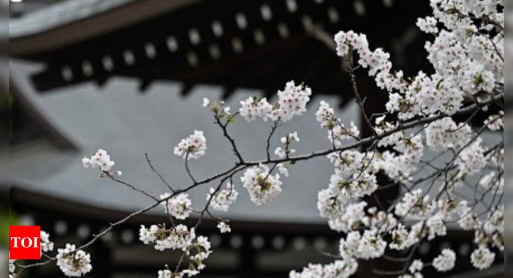AI tool aims to help conserve Japan’s cherry trees AI tool aims to help conserve Japan's cherry trees