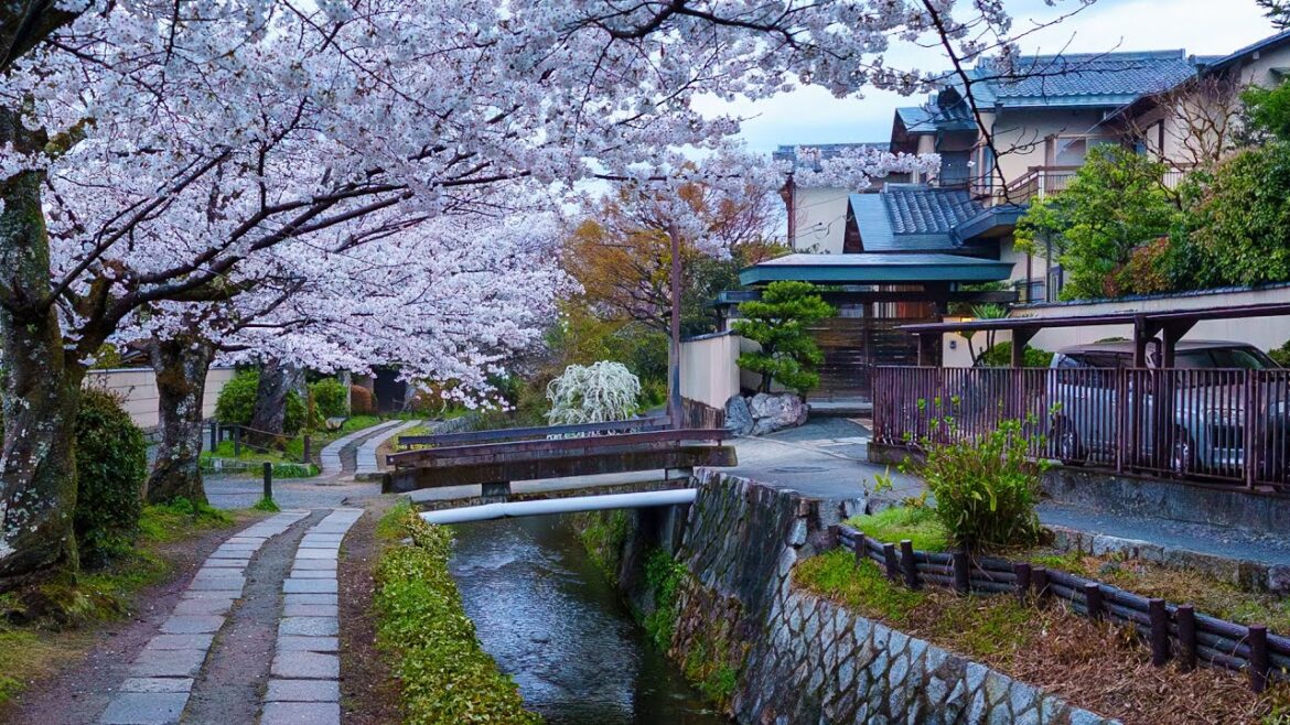 Quiet Morning on the Philosopher's Path, Walking in Spring | Kyoto, Japan 4K