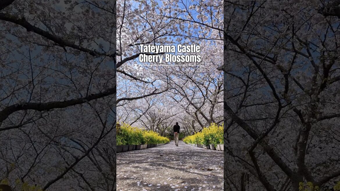 🌸 April 8, 2025 | Cherry Blossoms at Tateyama Castle #chiba #japan