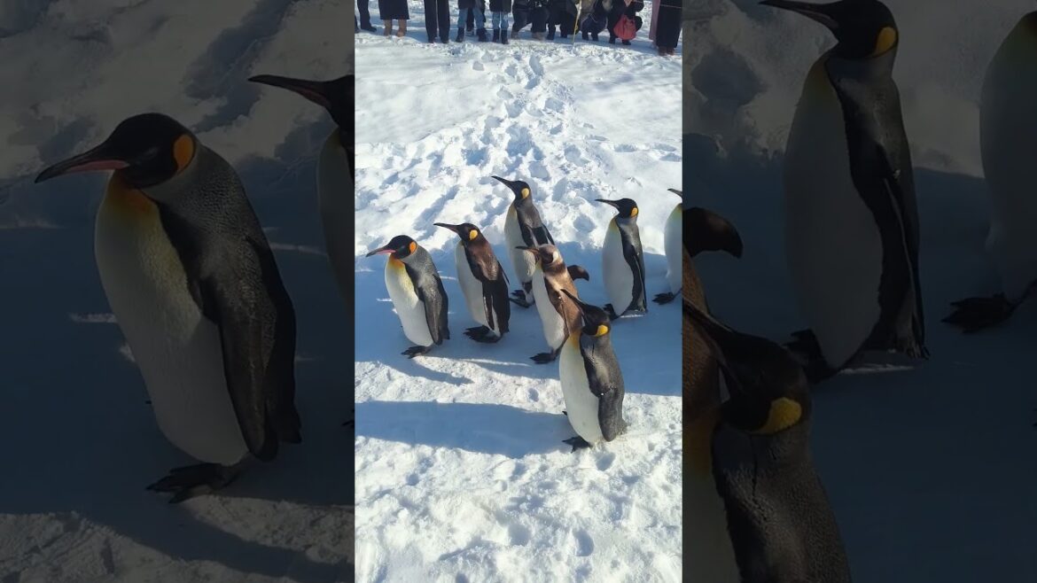 Penguin Walk at Asahiyama Zoo 🇯🇵 #shorts