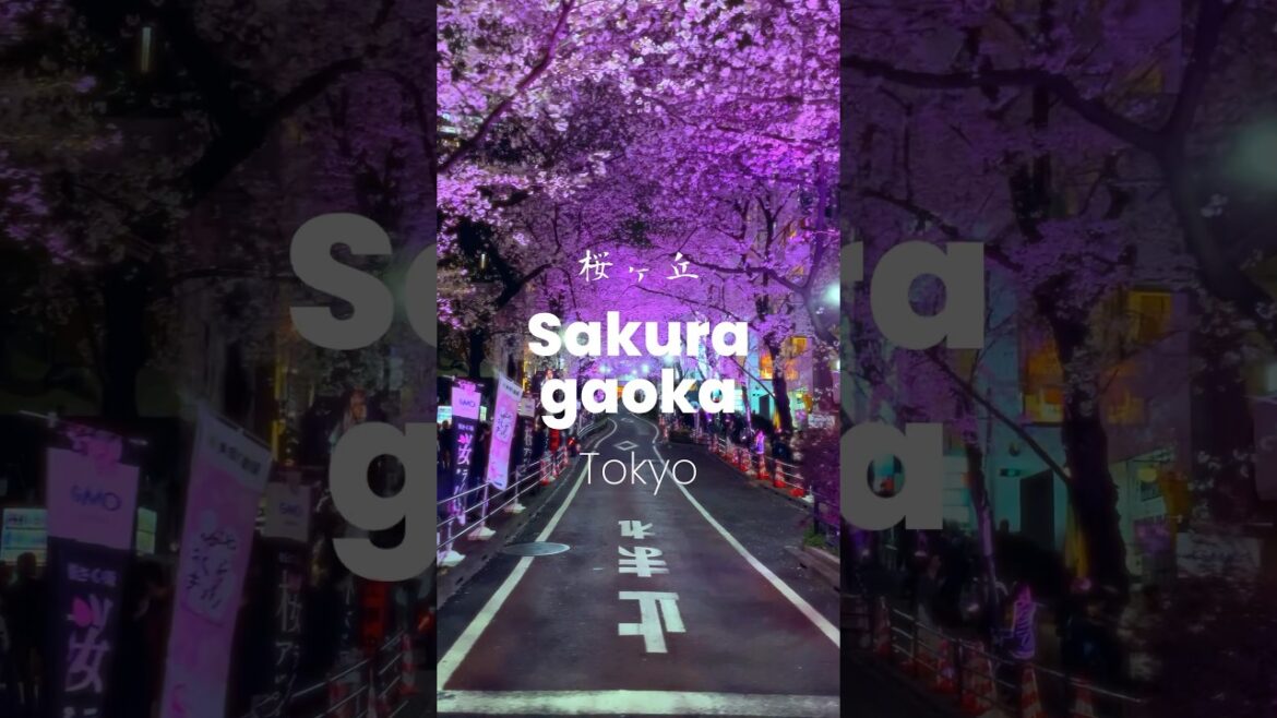 Sakuragaoka Street in Shibuya during Sakura Season