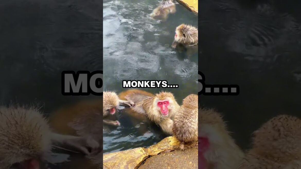 Viral Snow Monkeys hot Spring Onsen Spot in Nagano, Japan #traveljapan #nagano #hotspring #onsen Viral Snow Monkeys hot Spring Onsen Spot in Nagano, Japan #traveljapan #nagano #hotspring #onsen