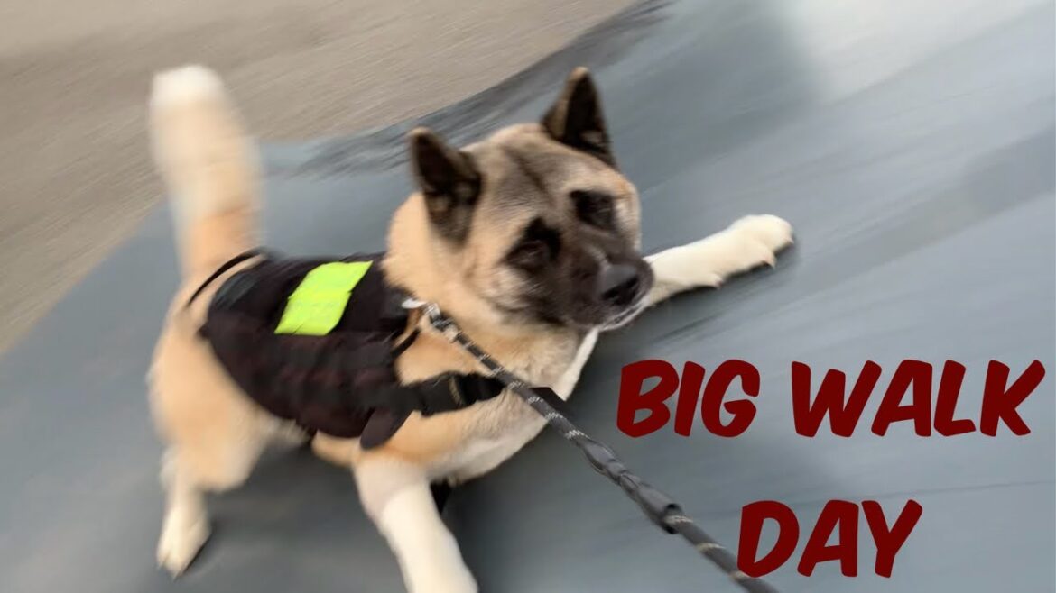 It’s Abby’s Fun Walk Day