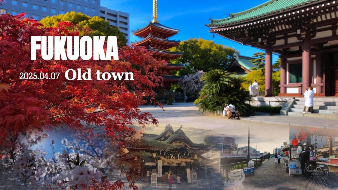 Experience The Best Of Japan From Cherry Blossoms To Vibrant City Life|Japan|kyushu|fukuoka
