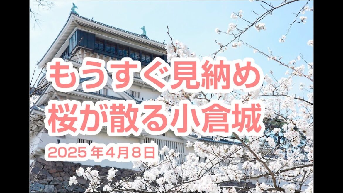 小倉城の桜2025年4月8日