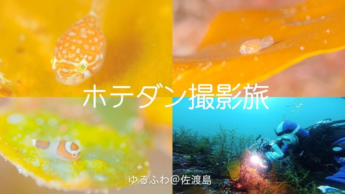 佐渡島でホテイウオとダンゴウオに会ってきた！　ゆるふわ海中旅♪