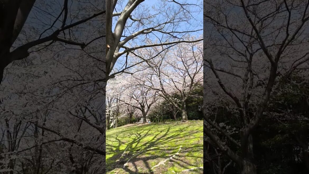 Sakura in Ashitaka Park.  #japan #izu #sakura #numazu #ashitaka #cherry