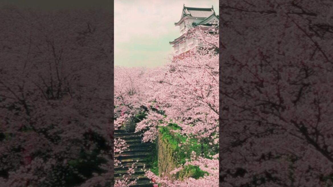 NEXT STOP IS βοΈ: Okayama π―π΅ Japan Cherry Blossom πΈ #travel #asiantravel #japan #japanese #asia NEXT STOP IS βοΈ: Okayama π―π΅ Japan Cherry Blossom πΈ #travel #asiantravel #japan #japanese #asia