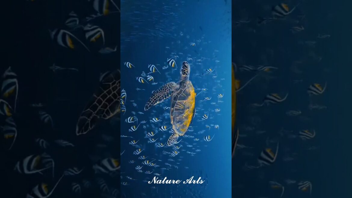 Amazing places don t feel this real life #shorts#amazing#adventure#explore#Switzerland#travel#nature Amazing places don t feel this real life #shorts#amazing#adventure#explore#Switzerland#travel#nature