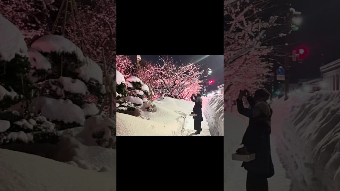 青森県弘前市 弘前公園 冬に咲くさくら 2024.12 #japantravel