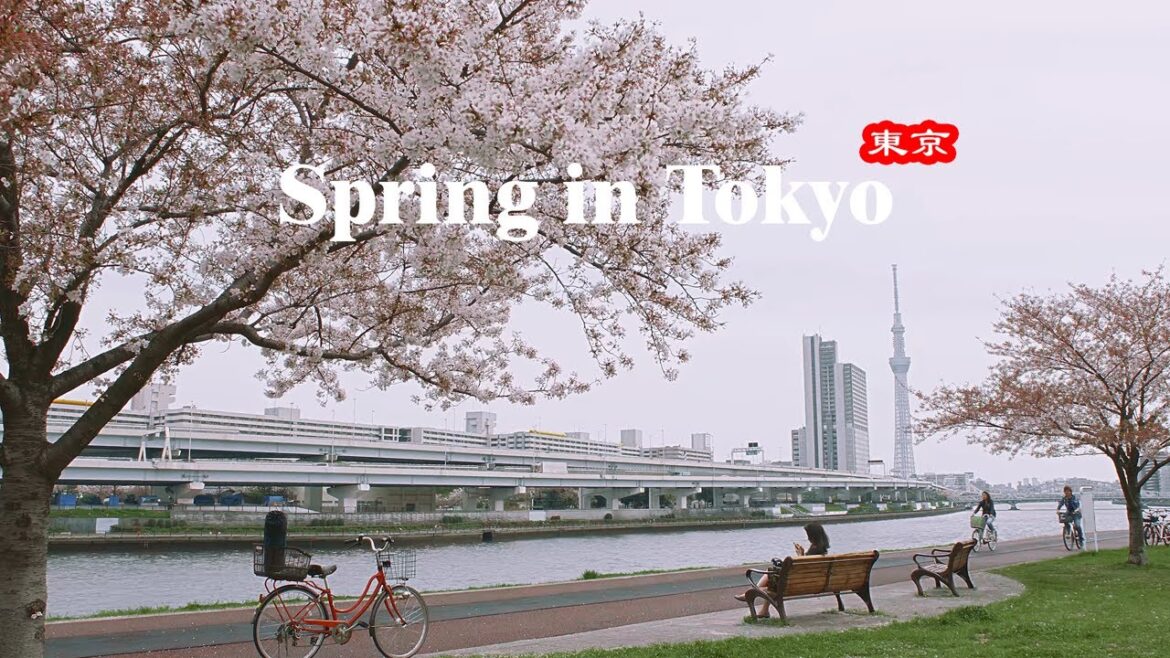🇯🇵 Savoring Springtime Moments in Tokyo, Japan