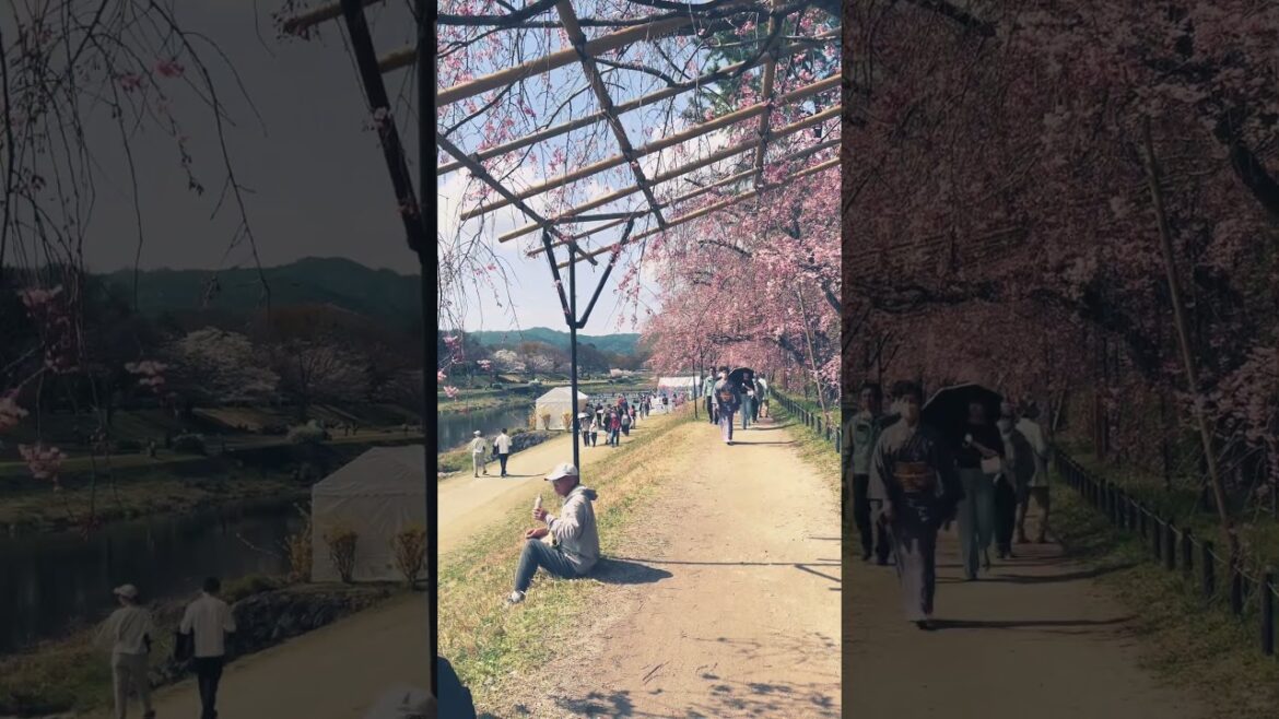 【KYOTO】Must-See Good Sakura Spot- Nagatani Street 【KYOTO】Must-See Good Sakura Spot- Nagatani Street