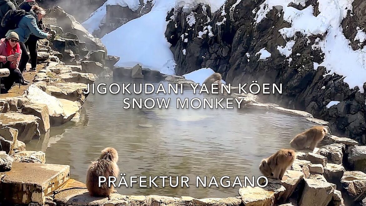 Reiseziel Japan. Snow Monkey Park/Nagano