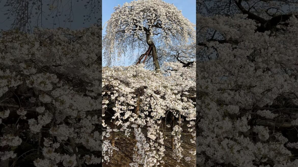 Rural Japan and a Very Beautiful Sakura Tree in a Small Temple. #japan #tokyo #chiba