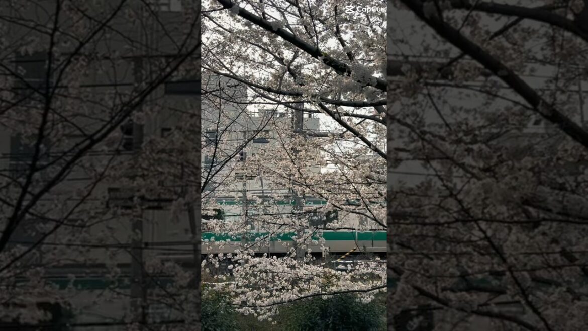 Clips from my recent Japan trip, 🌸 season 💞 #tokyo #japan #travel #sakura #fyp