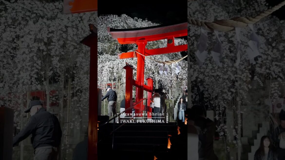 Night-time Illuminations at Ogawasuwa Shrine  #fukushima