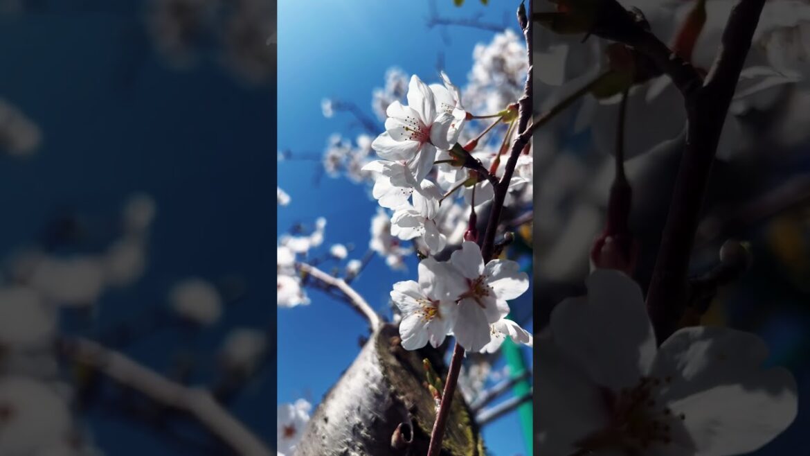 ขอให้ทุกคนมีความสุขและทำความฝันให้เป็นจริงครับ | Travel Kobe Japan 2025 #travel #spring #sakura