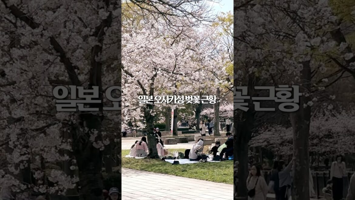 2025 일본 오사카성 벚꽃 근황🌸 벚꽃놀이 갈 사람? #일본여행 #오사카여행 #벚꽃