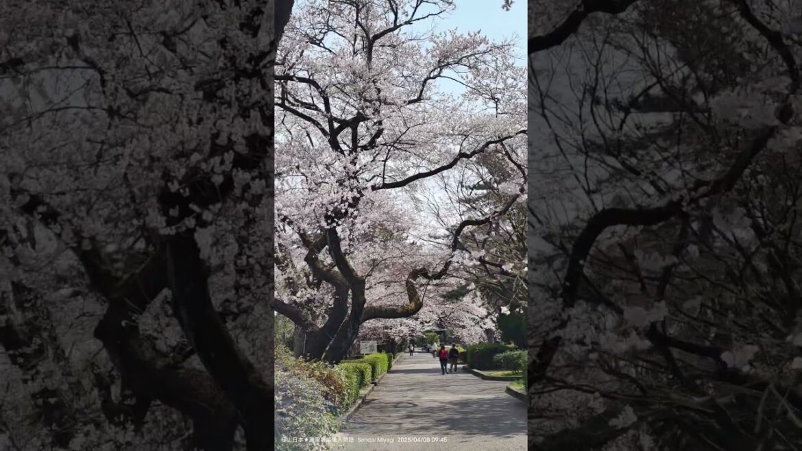 20250408 「榴岡公園」櫻花隧道超美，第四代藩主的伊達綱村，將附近一帶整設為騎馬場等，從京都運來千餘棵枝垂櫻等種植在此，當作櫻花馬場開放參觀，有「仙台枝垂桜」之美譽