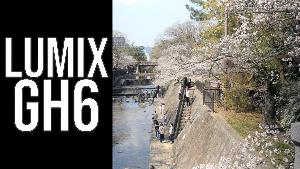 LUMIX GH6 - SHUKUGAWA CHERRY BLOSSOMS [夙川の桜]・JAPAN