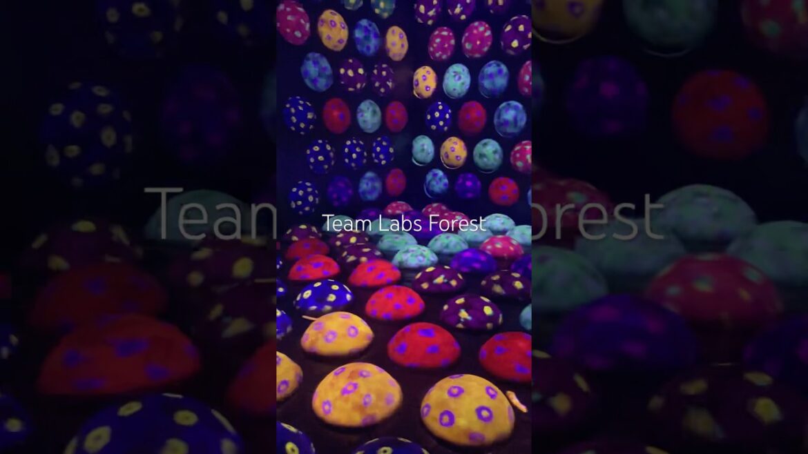 Forest Team Labs in Fukuoka Japan #fukuoka #teamlabs #travel