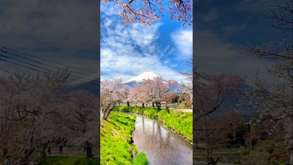 Mt. Fuji, Japan🇯🇵 #youtube #travel #shortvideo #japan #mountains #sakura