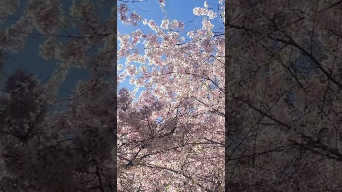 seattle cherry blossoms