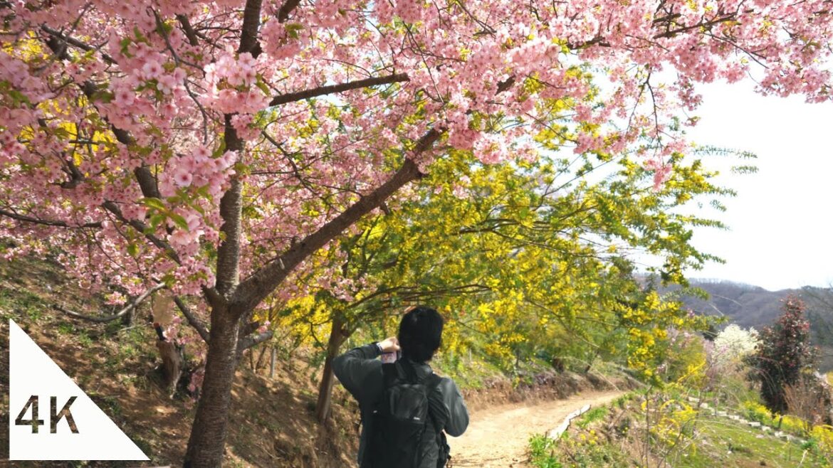 【4K】Cherry Blossom Viewing Walk at Hanamiyama – Fukushima 【4K】Cherry Blossom Viewing Walk at Hanamiyama - Fukushima