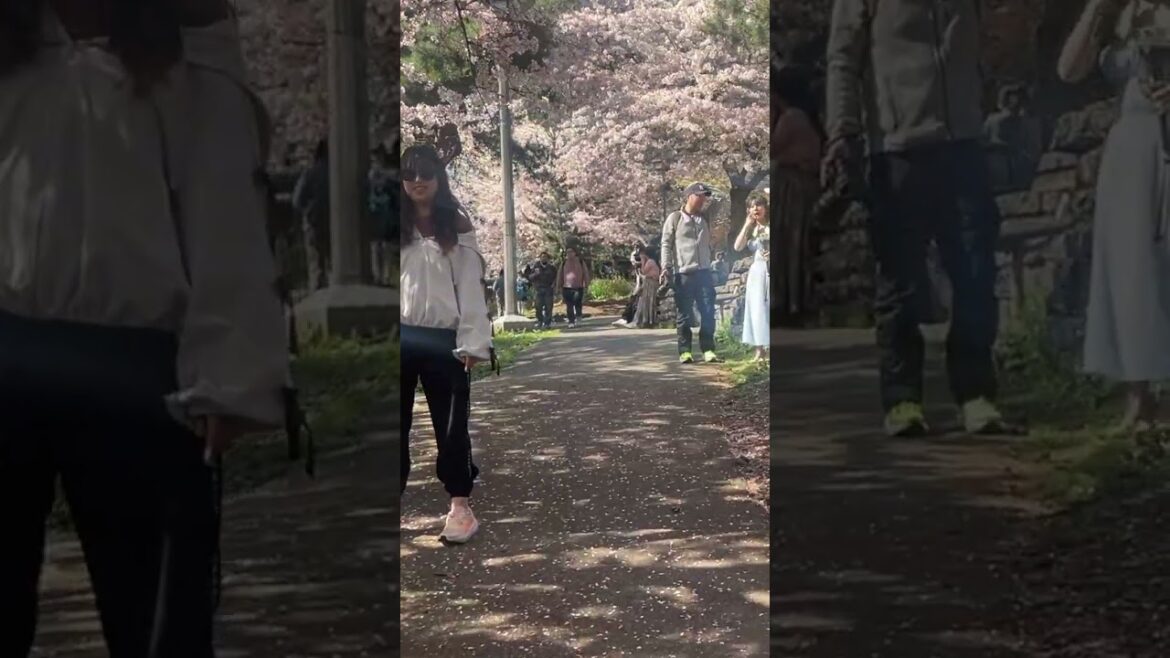 two places to find cherry blossom in seattle