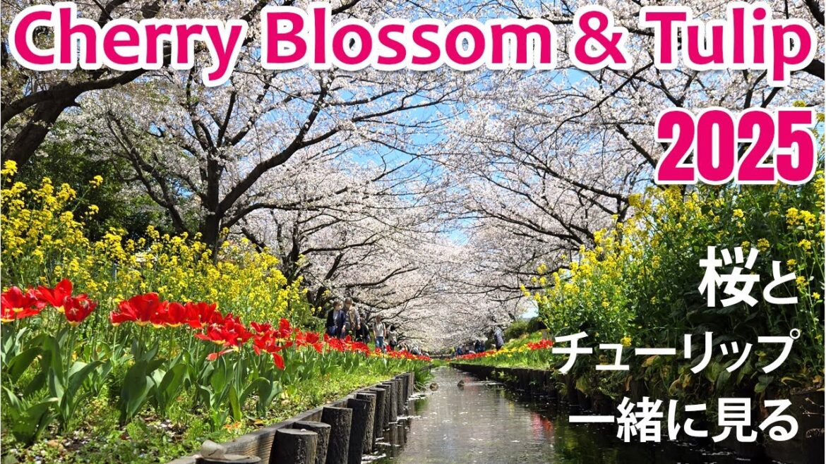 Cherry blossom and Tulip in yokohama japan | 横浜の桜とチューリップ | Tulip, Cherry blossom (Sakura) together Cherry blossom and Tulip in yokohama japan | 横浜の桜とチューリップ | Tulip, Cherry blossom (Sakura) together