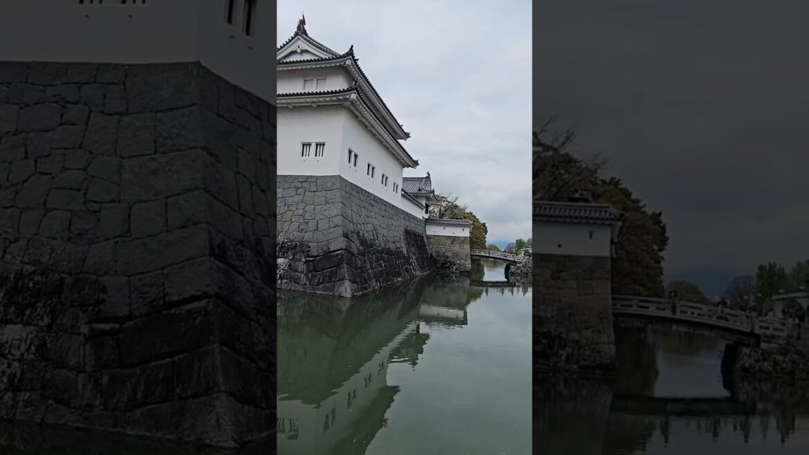 Sumpu Castle Park's Cherry Blossom (Sakura) in Japan #shorts