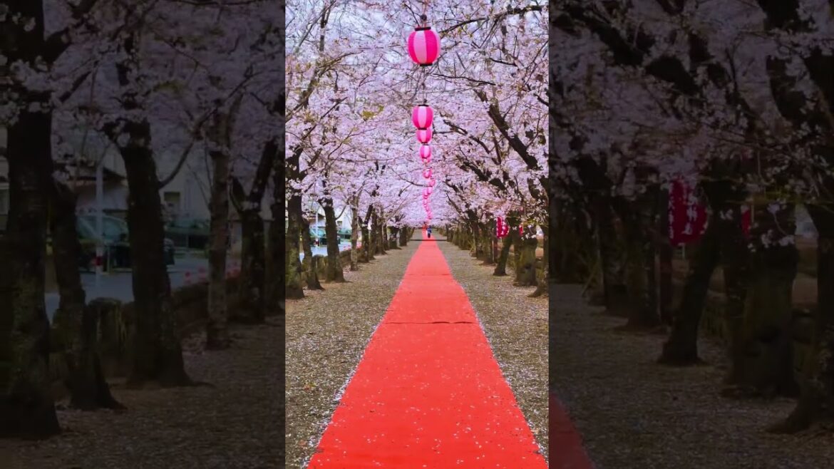 Kikuchi Shrine / 菊池神社　#travel #japan #visitjapan #japan #旅行 #kikuchi #kumamoto #熊本 #菊池市 #sakura #桜