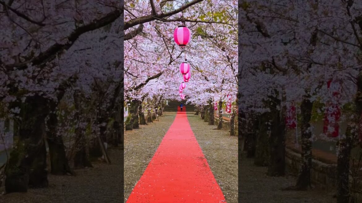 Kikuchi Shrine / 菊池神社　#travel #japan #visitjapan #japan #旅行 #kikuchi #kumamoto #熊本 #菊池市 #sakura #桜