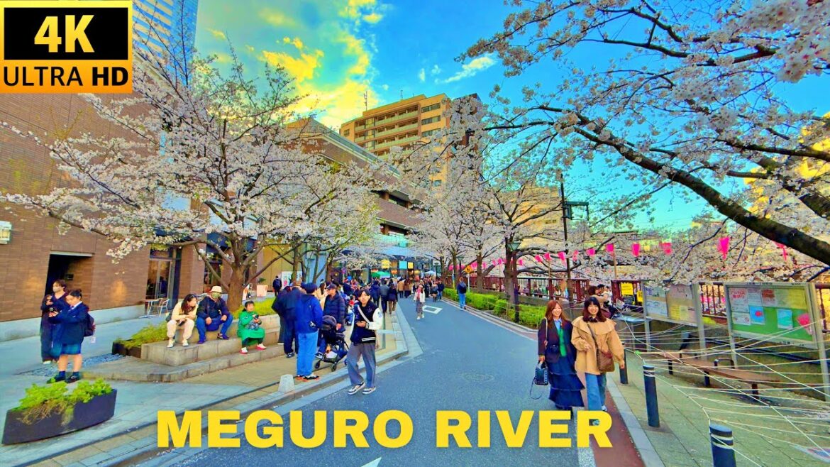 Tokyo Meguro River Cherry Blossoms Walking Tour-Tokyo Japan [4K/HDR] ​⁠@VIRTUALJAPAN ​⁠@4KJAPAN