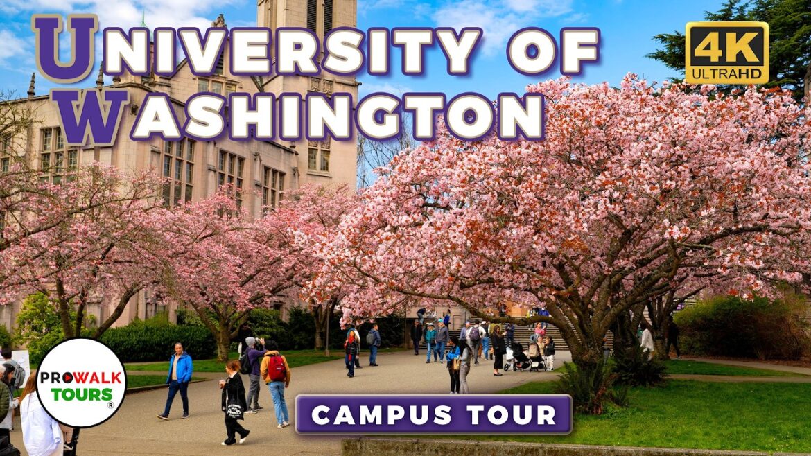 University of Washington Campus Walk - Cherry Blossom Season 🌸 | Seattle, WA