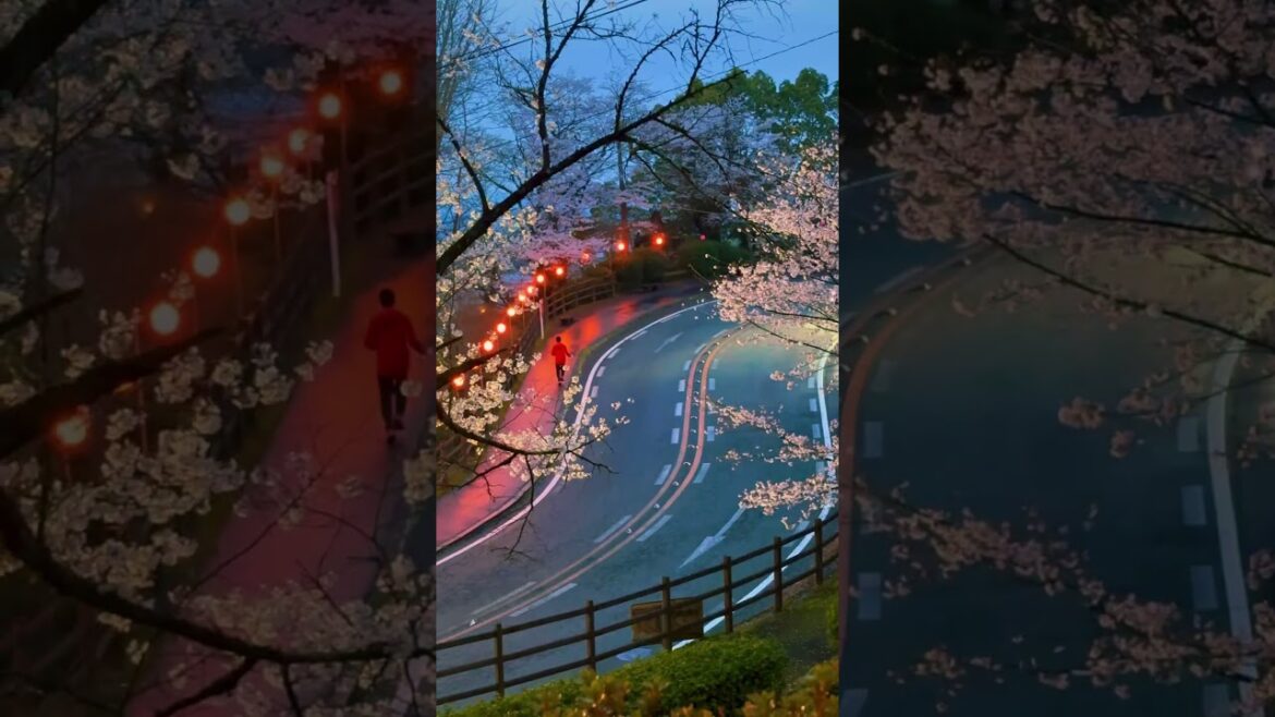 Kikuchi Park/ 菊池公園　#travel #japan #visitjapan #japan #旅行 #kikuchi #kumamoto #熊本 #菊池市 #sakura #桜