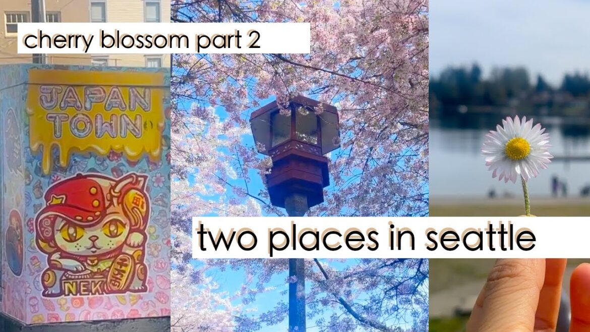 where to find cherry blossoms in seattle 🌸 🌼 part 2 where to find cherry blossoms in seattle 🌸 🌼 part 2
