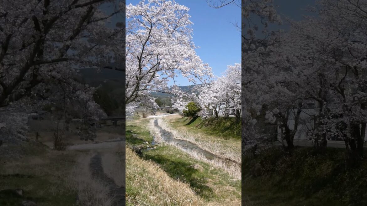 本町公園と近隣の桜 (岐阜県中津川市)