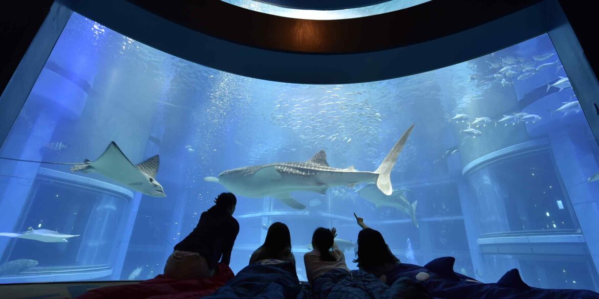 Osaka aquarium lures foreign tourists with unique exhibits